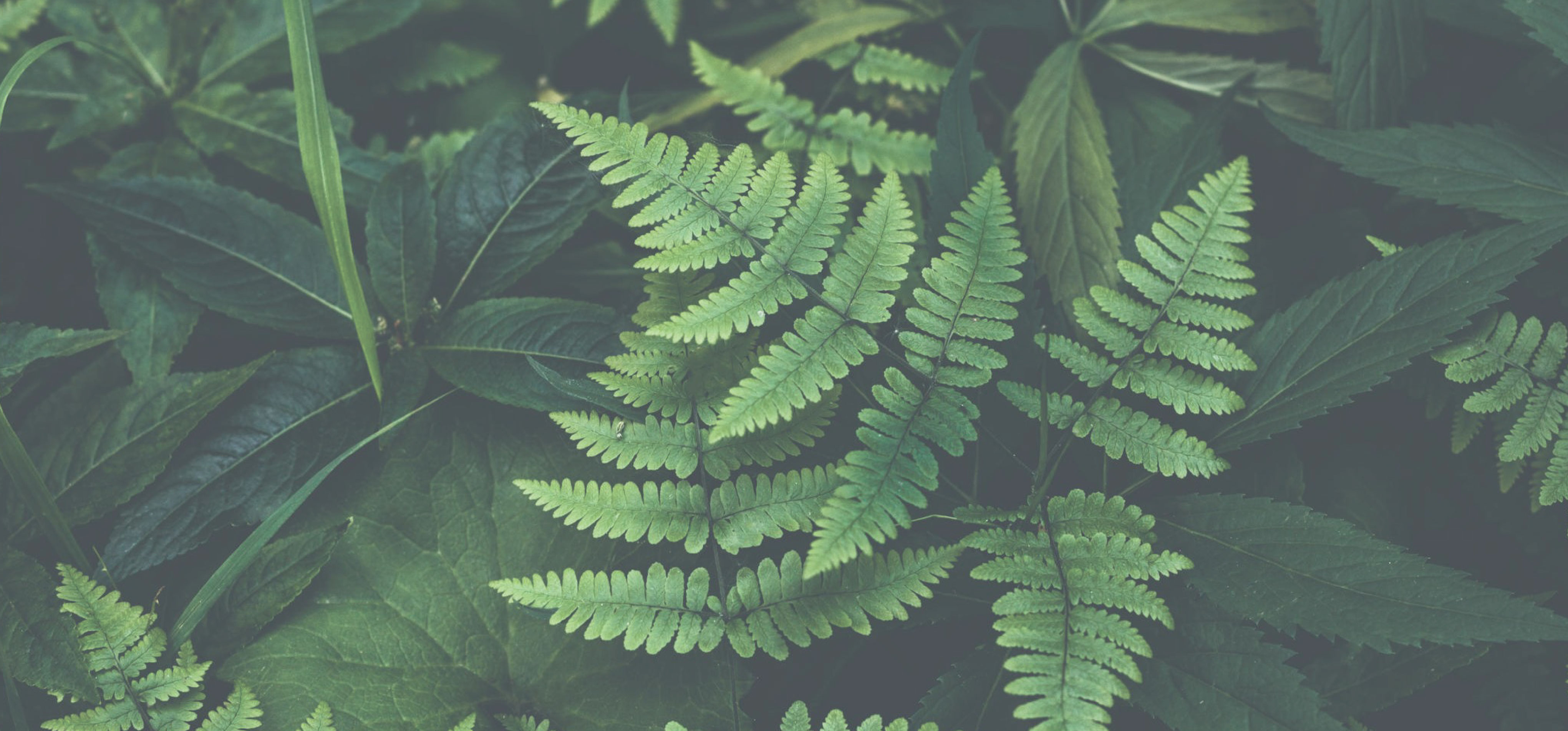 An environmentally friendly alternative to metal-based coagulants