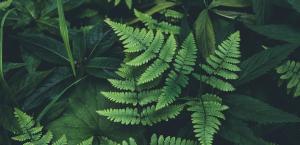 Plant-based coagulants for wastewater treatment